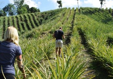 Beyond the tea gardens: Sreemangal hides a pineapple paradise