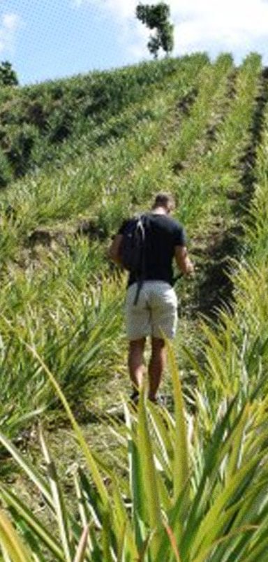 Beyond the tea gardens: Sreemangal hides a pineapple paradise