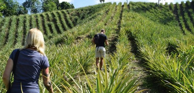 Beyond the tea gardens: Sreemangal hides a pineapple paradise