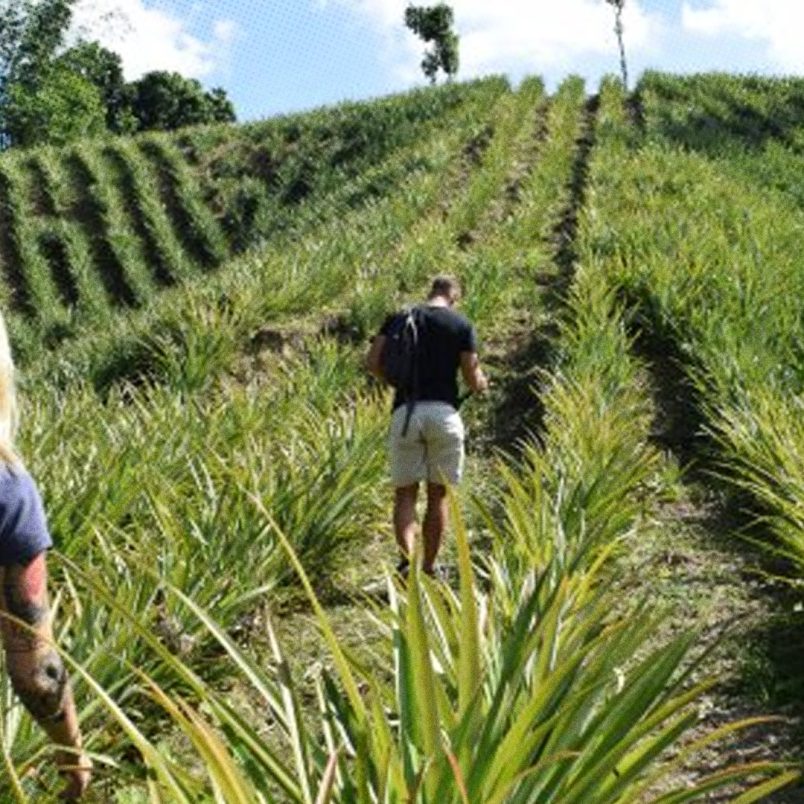 Beyond the tea gardens: Sreemangal hides a pineapple paradise