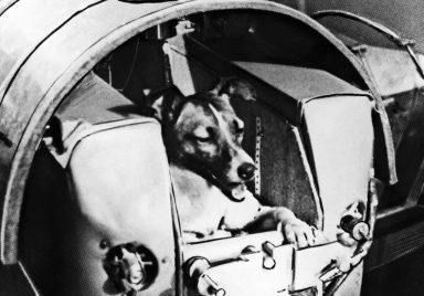 8 animals that went to space and what happened to them