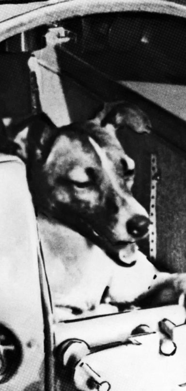 8 animals that went to space and what happened to them