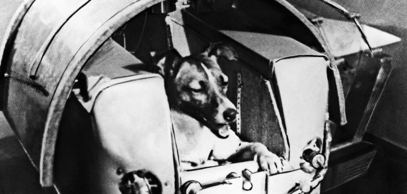 8 animals that went to space and what happened to them