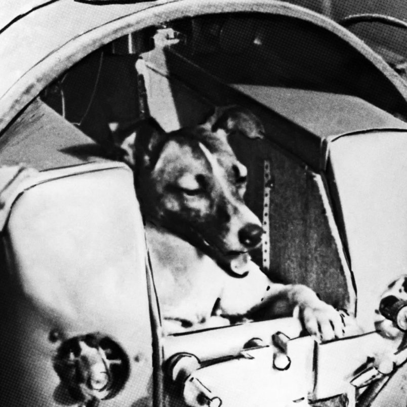 8 animals that went to space and what happened to them
