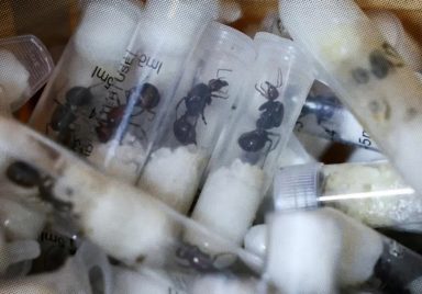 How tiny ants became the new ivory of wildlife trafficking