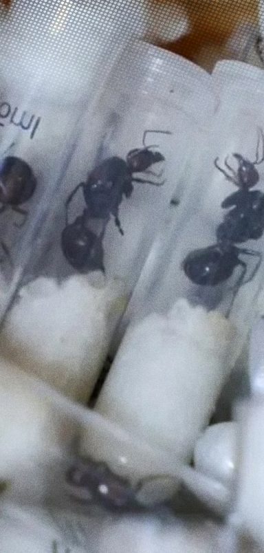 How tiny ants became the new ivory of wildlife trafficking