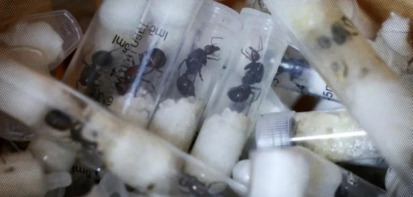 How tiny ants became the new ivory of wildlife trafficking