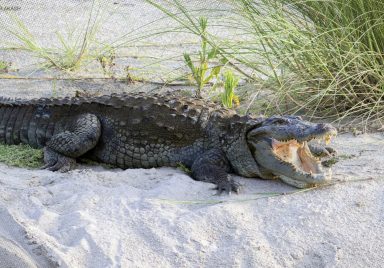 Why is India considering crocodiles and snakes to secure its Bangladesh border?