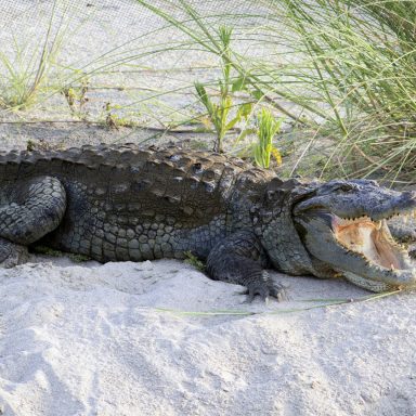 Why is India considering crocodiles and snakes to secure its Bangladesh border?