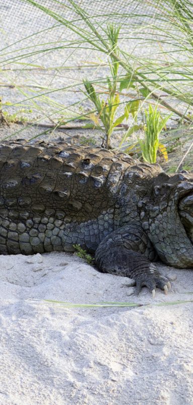 Why is India considering crocodiles and snakes to secure its Bangladesh border?