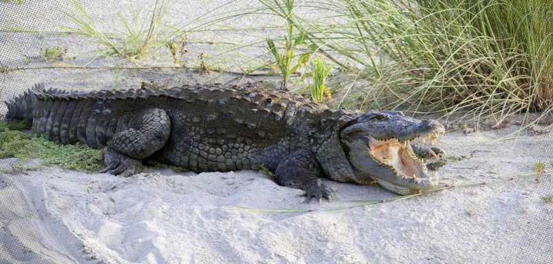 Why is India considering crocodiles and snakes to secure its Bangladesh border?