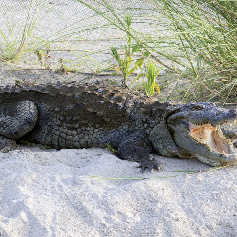 Why is India considering crocodiles and snakes to secure its Bangladesh border?