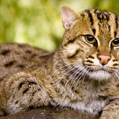 How our forest cats protect crops worth crores in a single lifetime