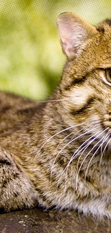 How our forest cats protect crops worth crores in a single lifetime