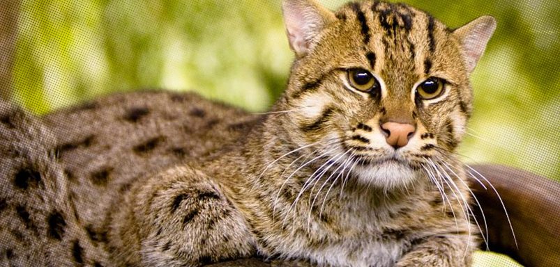 How our forest cats protect crops worth crores in a single lifetime