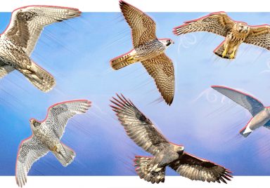 Which are the fastest birds on the planet?