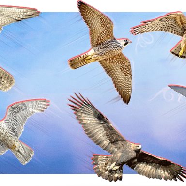 Which are the fastest birds on the planet?