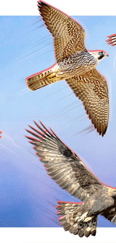 Which are the fastest birds on the planet?