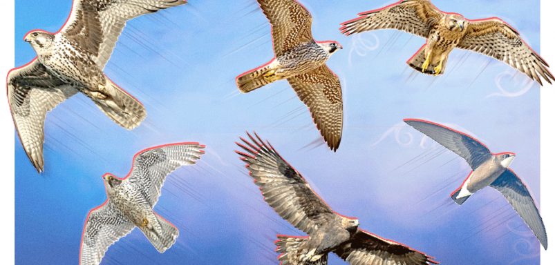 Which are the fastest birds on the planet?