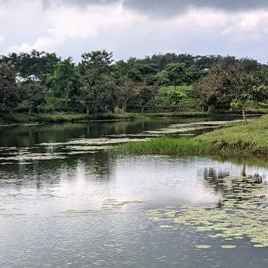 Camelia Lake: A serene lake, tucked inside a tea garden