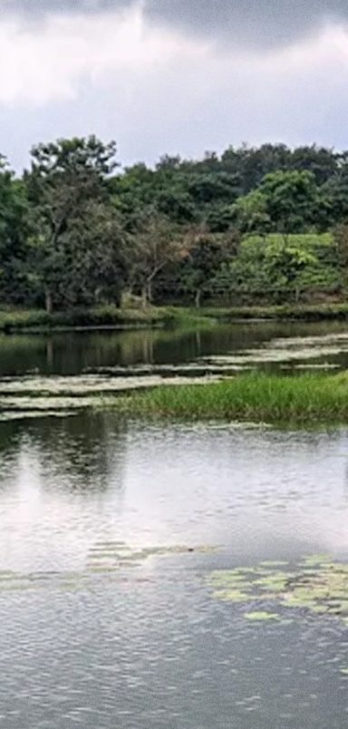 Camelia Lake: A serene lake, tucked inside a tea garden