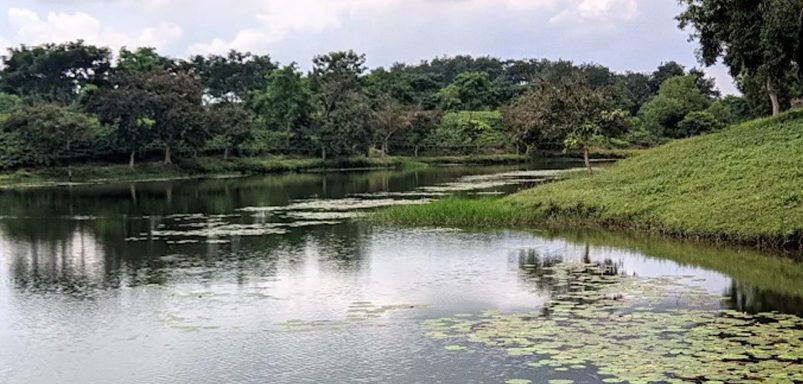 Camelia Lake: A serene lake, tucked inside a tea garden