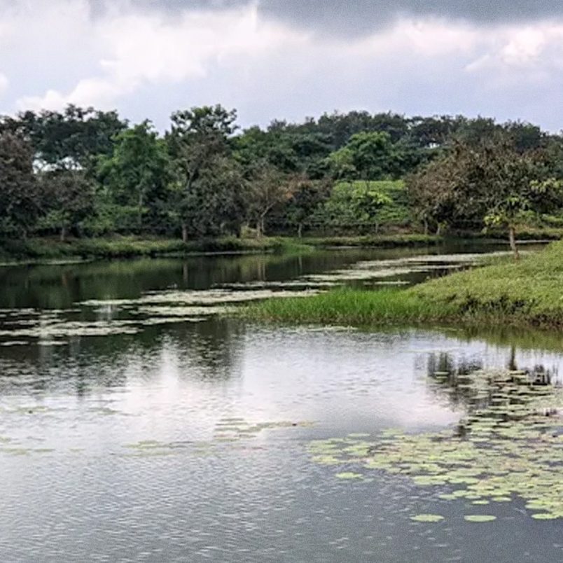 Camelia Lake: A serene lake, tucked inside a tea garden