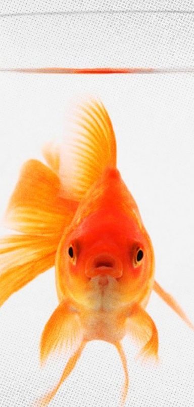 7 signs your attention span might be cooked