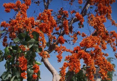 How Bangladesh’s showy blossoms sustain wildlife