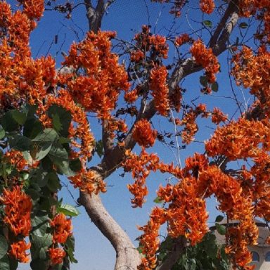 How Bangladesh’s showy blossoms sustain wildlife
