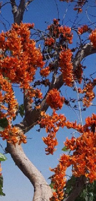 How Bangladesh’s showy blossoms sustain wildlife