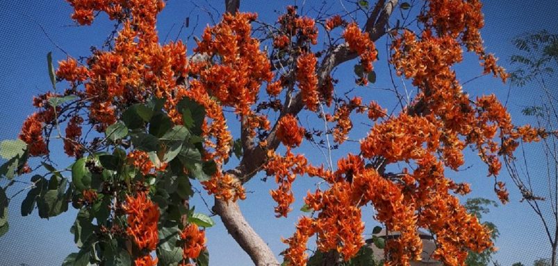 How Bangladesh’s showy blossoms sustain wildlife