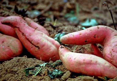 How Japanese Okinawa sweet potato is bringing new hope to farmers in Brahmanbaria