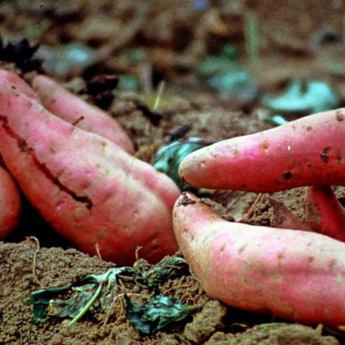 How Japanese Okinawa sweet potato is bringing new hope to farmers in Brahmanbaria
