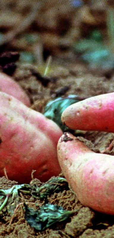 How Japanese Okinawa sweet potato is bringing new hope to farmers in Brahmanbaria