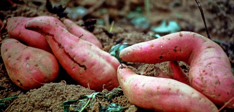 How Japanese Okinawa sweet potato is bringing new hope to farmers in Brahmanbaria