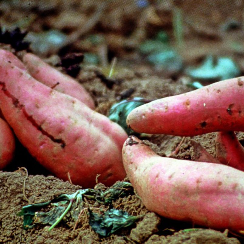 How Japanese Okinawa sweet potato is bringing new hope to farmers in Brahmanbaria