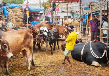 Why is cow sacrifice declining year by year in Bangladesh?