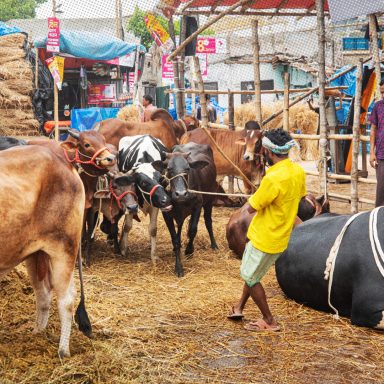 Why is cow sacrifice declining year by year in Bangladesh?