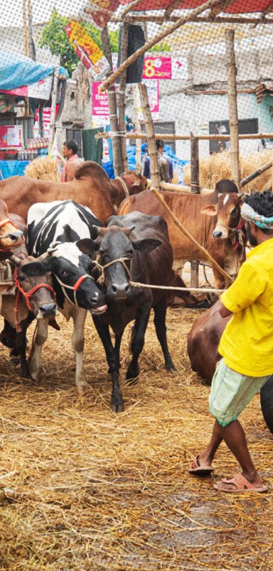 Why is cow sacrifice declining year by year in Bangladesh?