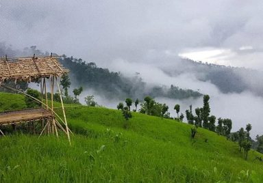 Kirstaung Hill: A hidden world of dense forests and ancient trees in Alikadam
