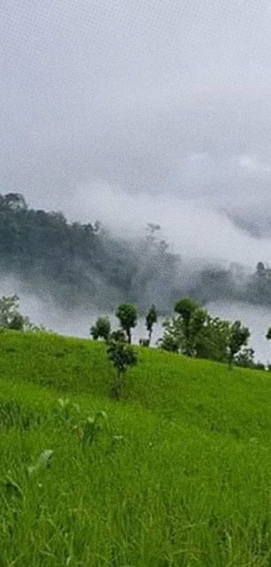 Kirstaung Hill: A hidden world of dense forests and ancient trees in Alikadam