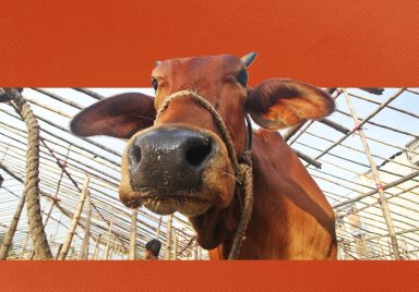 How can you identify a chemically treated or sick cow?