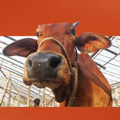 How can you identify a chemically treated or sick cow?
