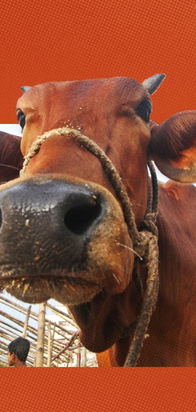 How can you identify a chemically treated or sick cow?