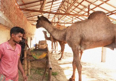 Which animals can be sacrificed and which ones are not permissible?