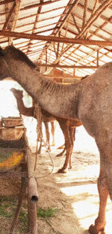 Which animals can be sacrificed and which ones are not permissible?