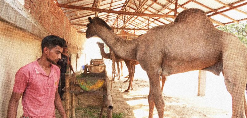 Which animals can be sacrificed and which ones are not permissible?