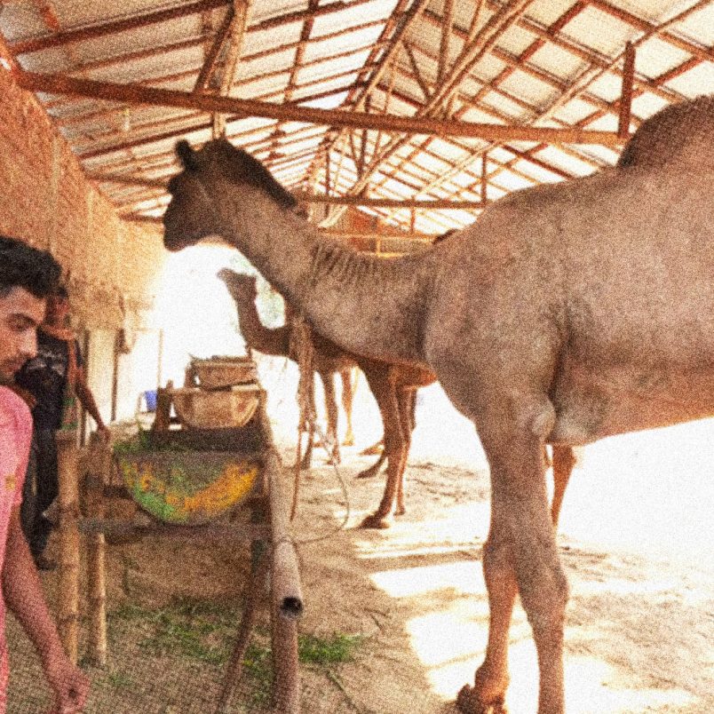 Which animals can be sacrificed and which ones are not permissible?