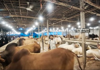 Why are buyers choosing farms over traditional cattle markets?